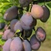 Stanley European Plum -Raintree Nursery stanley 1 1