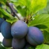 Combo European Plum Tree (3 Varieties) 1 Combo European Plum Tree (3 Varieties) -Raintree Nursery stanley plum 2 976c2191 c2bb 48f5 9d96 449894d54bb6 1