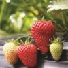 Albion Strawberry Bundle (3 Packs) -Raintree Nursery strawberries e401 albion 1 99305b6d ae90 4c64 8d2f f071d1c25fc1
