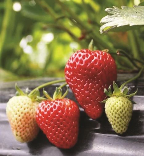 Albion Strawberry Bundle (3 Packs) 3 Albion Strawberry Bundle (3 Packs)