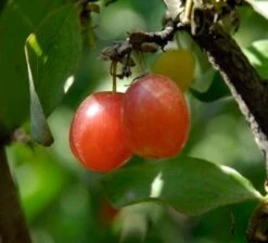Sunrise™ Cornus Mas
