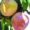 Superior Asian Hybrid Plum -Raintree Nursery superior 1