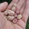 Sweet Lavender Mulberry 1 Sweet Lavender Mulberry -Raintree Nursery sweetlav 1