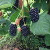 Prime Ark Freedom Thornless Blackberry -Raintree Nursery thornlessblackberry 1