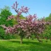 Thundercloud Flowering Plum -Raintree Nursery thundercloud flowering plum 1 1