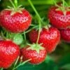 Tillamook Strawberry -Raintree Nursery tillamook strawberries