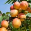 Tomcot Apricot -Raintree Nursery tomcot apricot