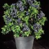 Alpha Tophat Blueberry -Raintree Nursery tophat 1