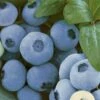 Alpha Top Shelf Blueberry 2 Alpha Top Shelf Blueberry -Raintree Nursery tsbb