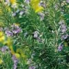 Tuscan Blue Rosemary -Raintree Nursery tuscan 1