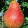 Combo European Pear Tree (4 Varieties) 1 Combo European Pear Tree (4 Varieties) -Raintree Nursery ubileen pear
