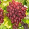Vanessa Seedless Grape -Raintree Nursery vanessa grape 1 1