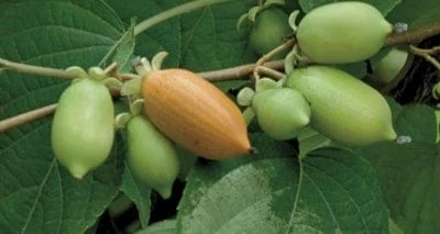 Vera’s Pride™ Female Silver Vine Kiwi 3 Vera’s Pride™ Female Silver Vine Kiwi