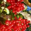 Ukraine Highbush Cranberry -Raintree Nursery viburnum opulus 1