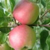 William's Pride Apple -Raintree Nursery williams gigapixel low res scale 6 00x 0884f0a5 0a89 4800 a31e 406dfbd684a7 1