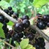Willoughby Black Currant -Raintree Nursery willoughby