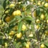 Yellow Fruited Cornus Mas -Raintree Nursery yellow fruited cornus mas lots of fruit 1