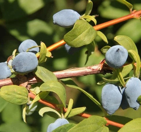 Yezberry® SOLO™ 3 Yezberry® SOLO™